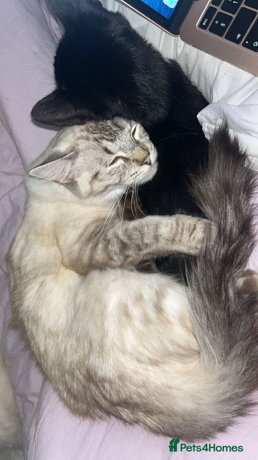 Ragdoll cats for sale: Female Lynx Ragdoll  - Image 3