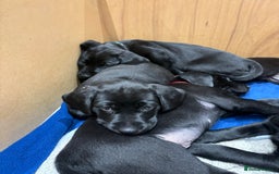 Labrador Retriever dogs for sale: Stunning K.C. Reg. Black Labrador Puppies - Image 5