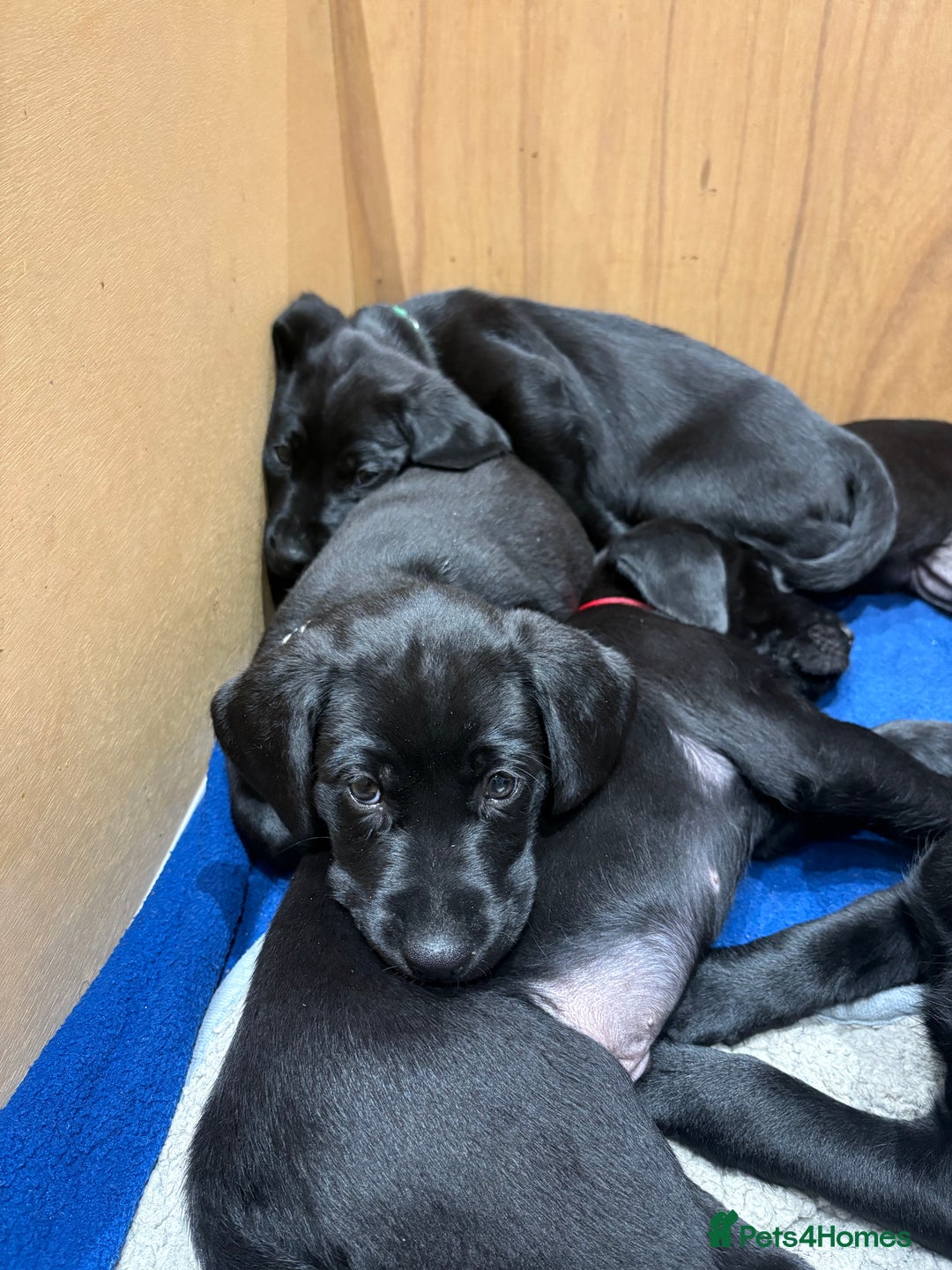 Labrador Retriever dogs for sale: Stunning K.C. Reg. Black Labrador Puppies - Image 5