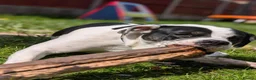 Mixed Breed dogs for sale: Female staffies cross-Daisy in Stoke-on-Trent - Advert 4