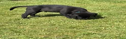 Labrador Retriever dogs for sale: 1 left boy Black Labrador Puppy for sale Cornwall  - Advert 6