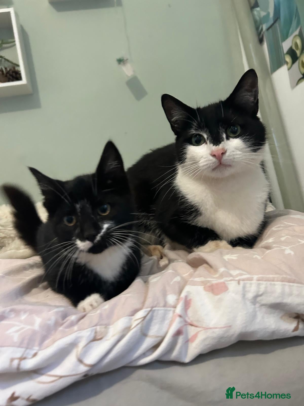 Mixed Breed cats Beautiful black and white female kitten - Advert 1