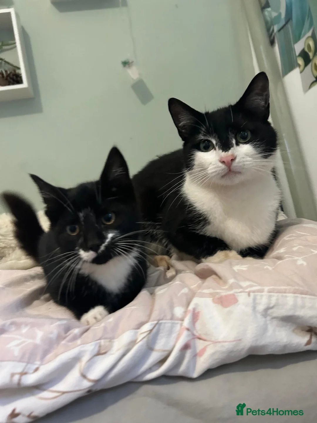 Mixed Breed cats for sale: Beautiful black and white female kitten - Advert 1