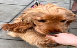 Cocker Spaniel dogs for sale: Show Type Cocker Spaniel for sale - Image 2