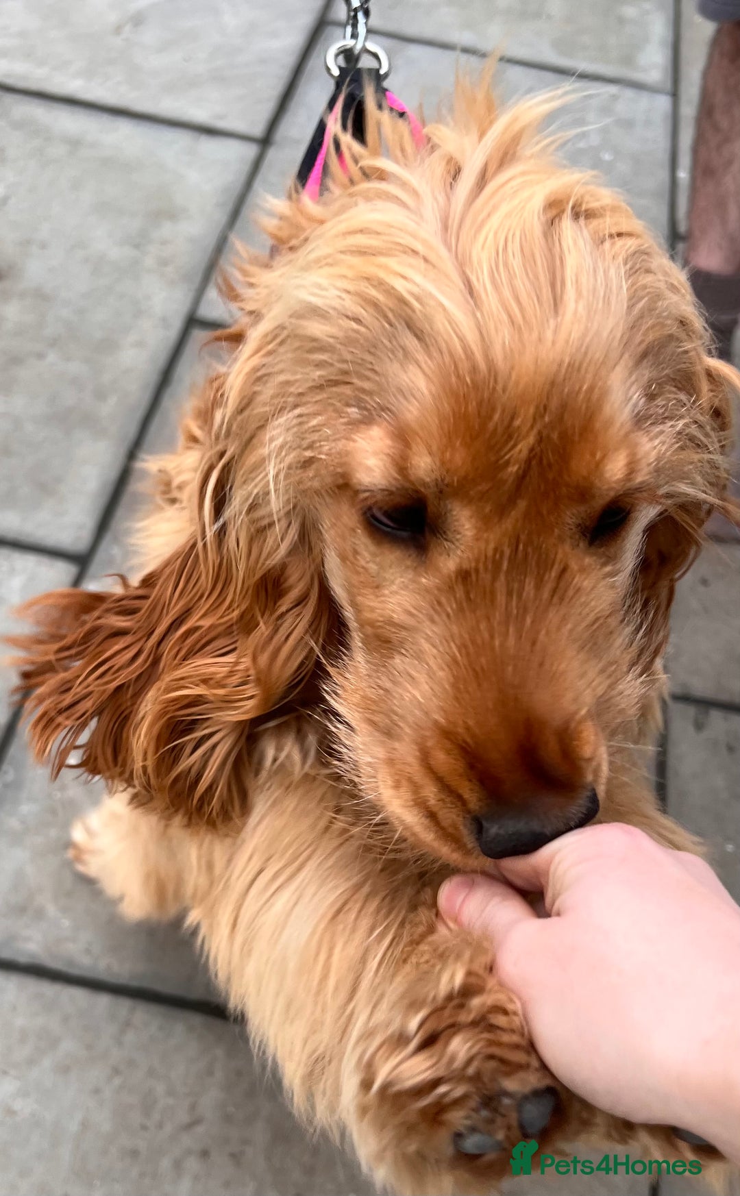 Cocker Spaniel dogs for sale: Show Type Cocker Spaniel for sale - Image 2