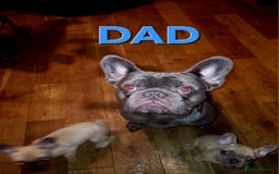 French Bulldog dogs for sale: STUNNING   !French Bulldog Litter!  - Image 3