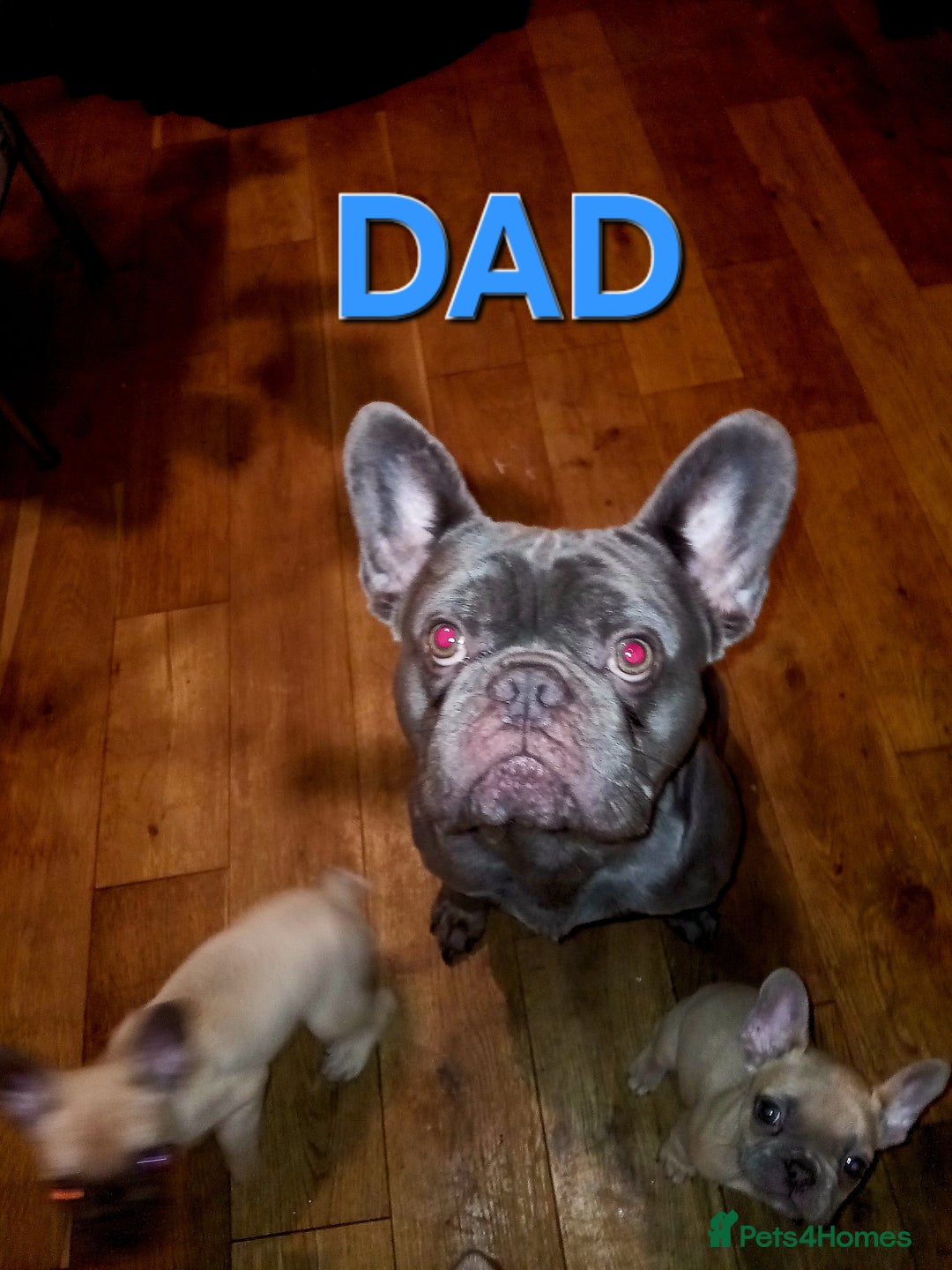 French Bulldog dogs for sale: STUNNING   !French Bulldog Litter!  - Image 3