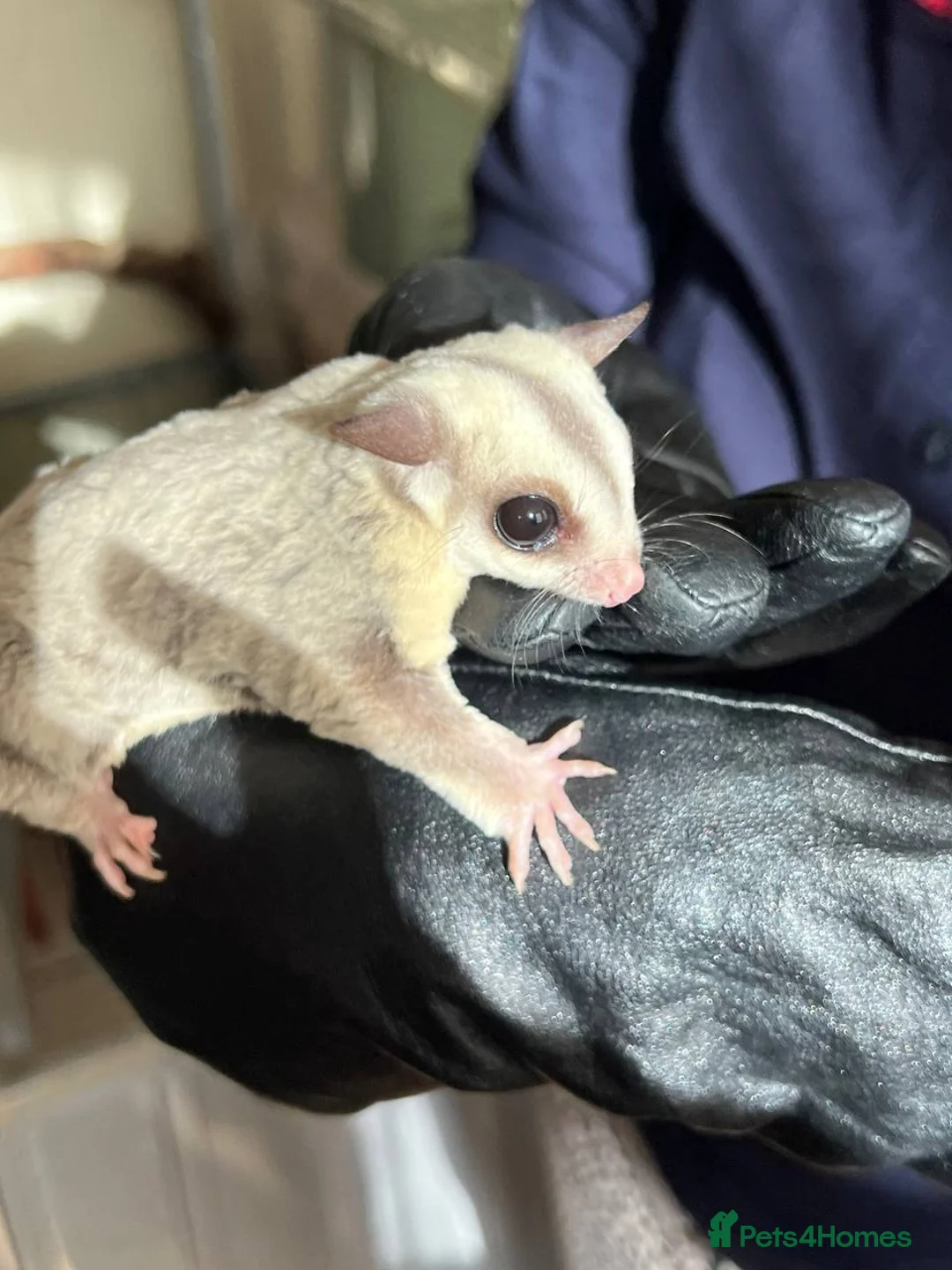 Sugar Glider rodents for sale: ✨ EXCEPTIONAL SUGAR GLIDER CLAN  - Advert 1