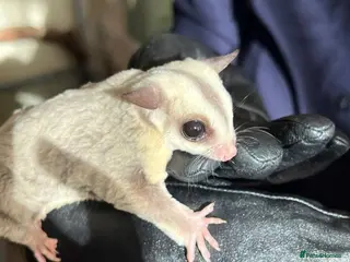 Sugar Glider rodents ✨ EXCEPTIONAL SUGAR GLIDER CLAN - Advert 1