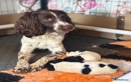 Sprocker dogs for sale: Sprocker Pups  - Image 5