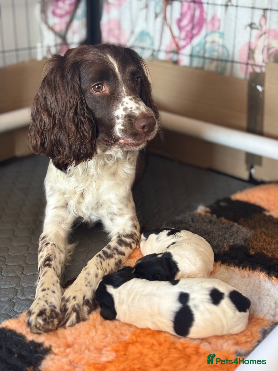 Sprocker dogs for sale: Sprocker Pups  - Image 5