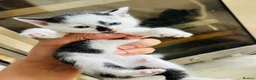 British Longhair cats for sale: Kittens - Advert 12