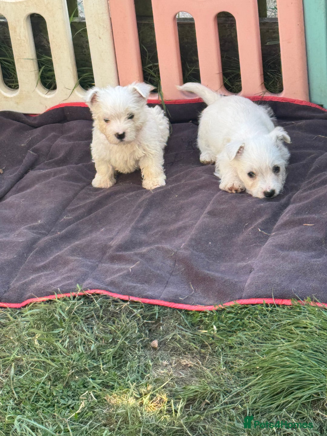 West Highland Terrier dogs for sale: West highland terrier  - Image 11