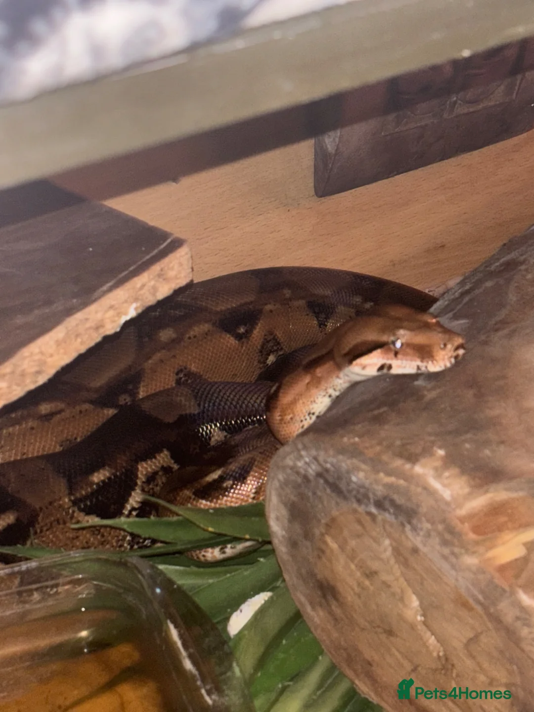 Boa Snake reptiles for sale: Male boa looking for new home  in Felixstowe - Advert 1