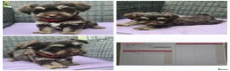 Havanese dogs for sale: 9 Purebred Havanese puppies,7 weeks look.new home - Advert 7