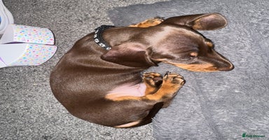 Miniature Dachshund dogs - Advert 11