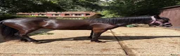 New Forest horses for sale: 14’2 2 year old nf  in Yateley - Advert 7