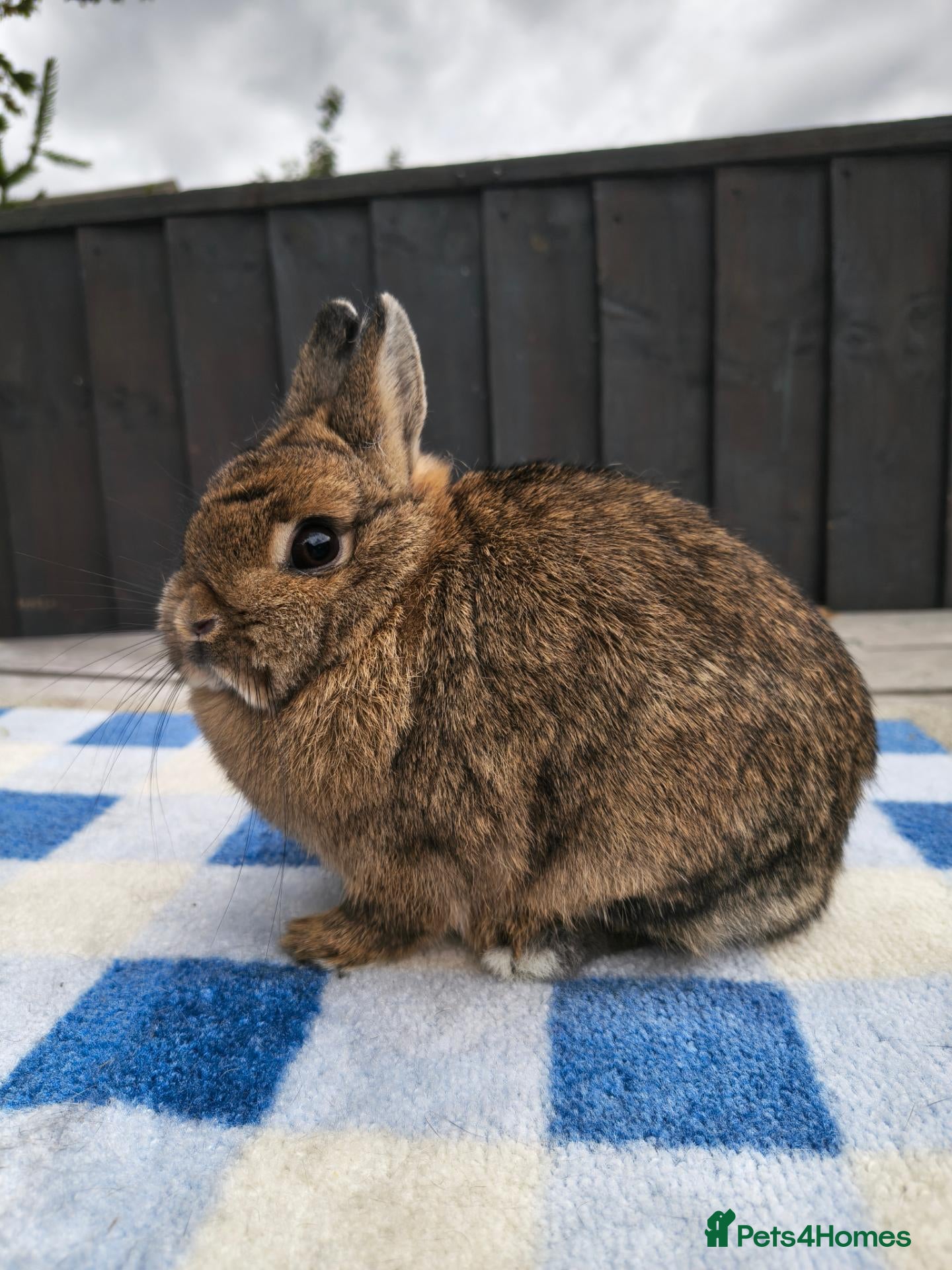 Netherland Dwarf rabbits Netherland dwarfs available  - Advert 2