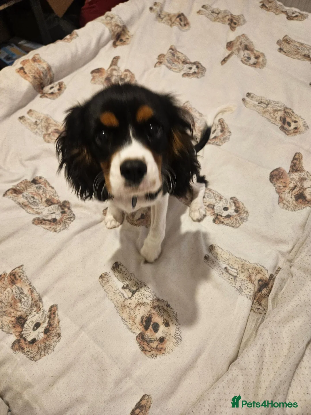 Cavalier King Charles Spaniel dogs for sale: I have a lovely King Charles' spaniel. in Basingstoke - Advert 6