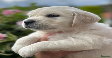 Golden Retriever dogs - Advert 14