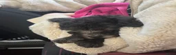 Toy Poodle dogs for sale: Female Toy Poodle Puppy, 8 weeks old - Advert 7