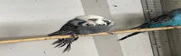 Budgerigars birds for sale: Budgies for sale  - Advert 10
