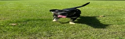 Mixed Breed dogs for sale: shadow for rehoming - Advert 20