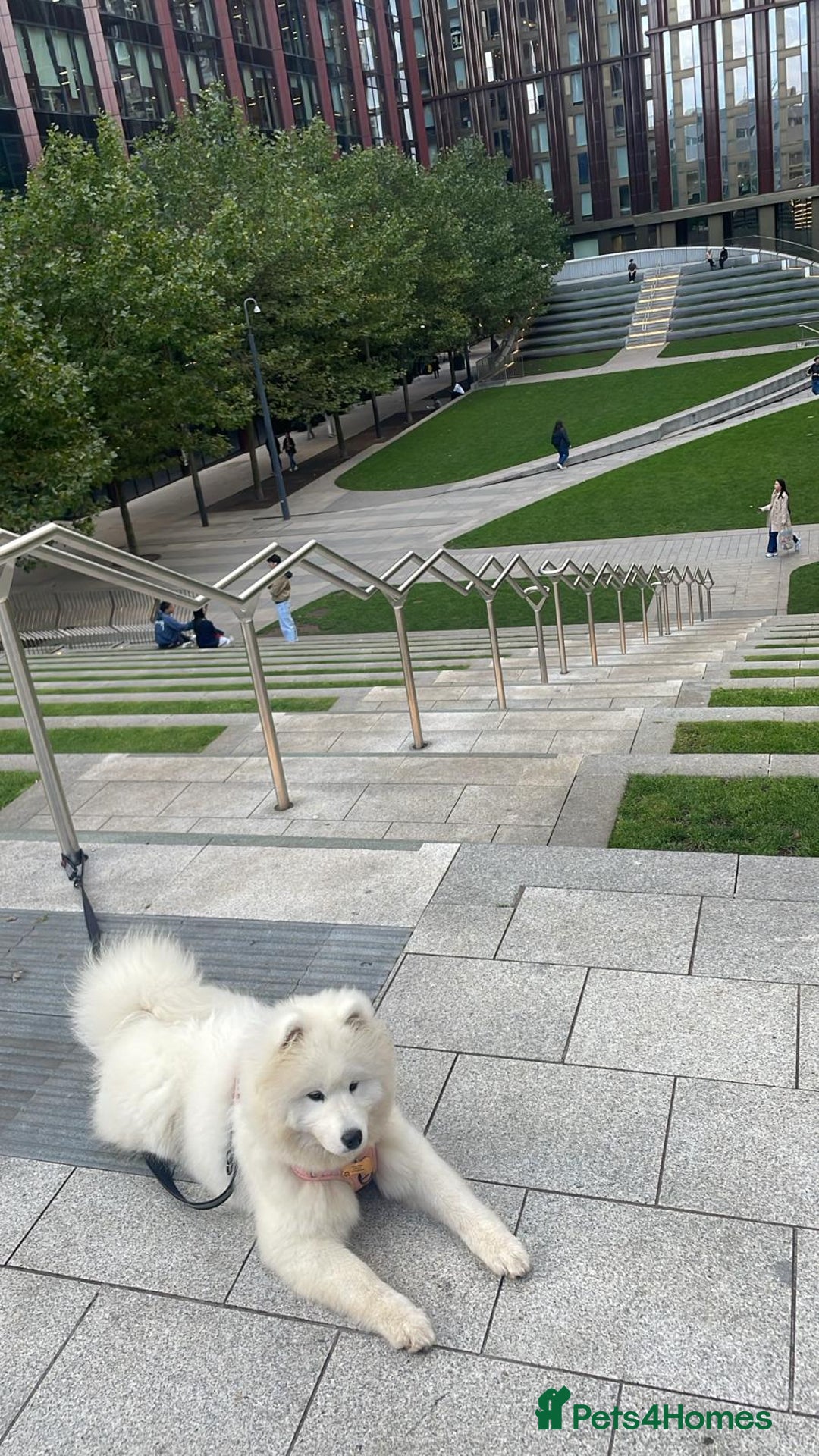 Samoyed dogs for sale: 🐾 Beautiful KC Registered Samoyed – 7 Months Old - Advert 4