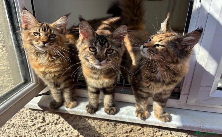 Maine Coon cats - Advert 9
