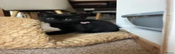 Mixed Breed cats for sale: Gorgeous black kittens ready next week - Advert 10