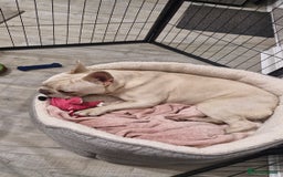 French Bulldog dogs for sale: 9 month old male frenchy - Image 2