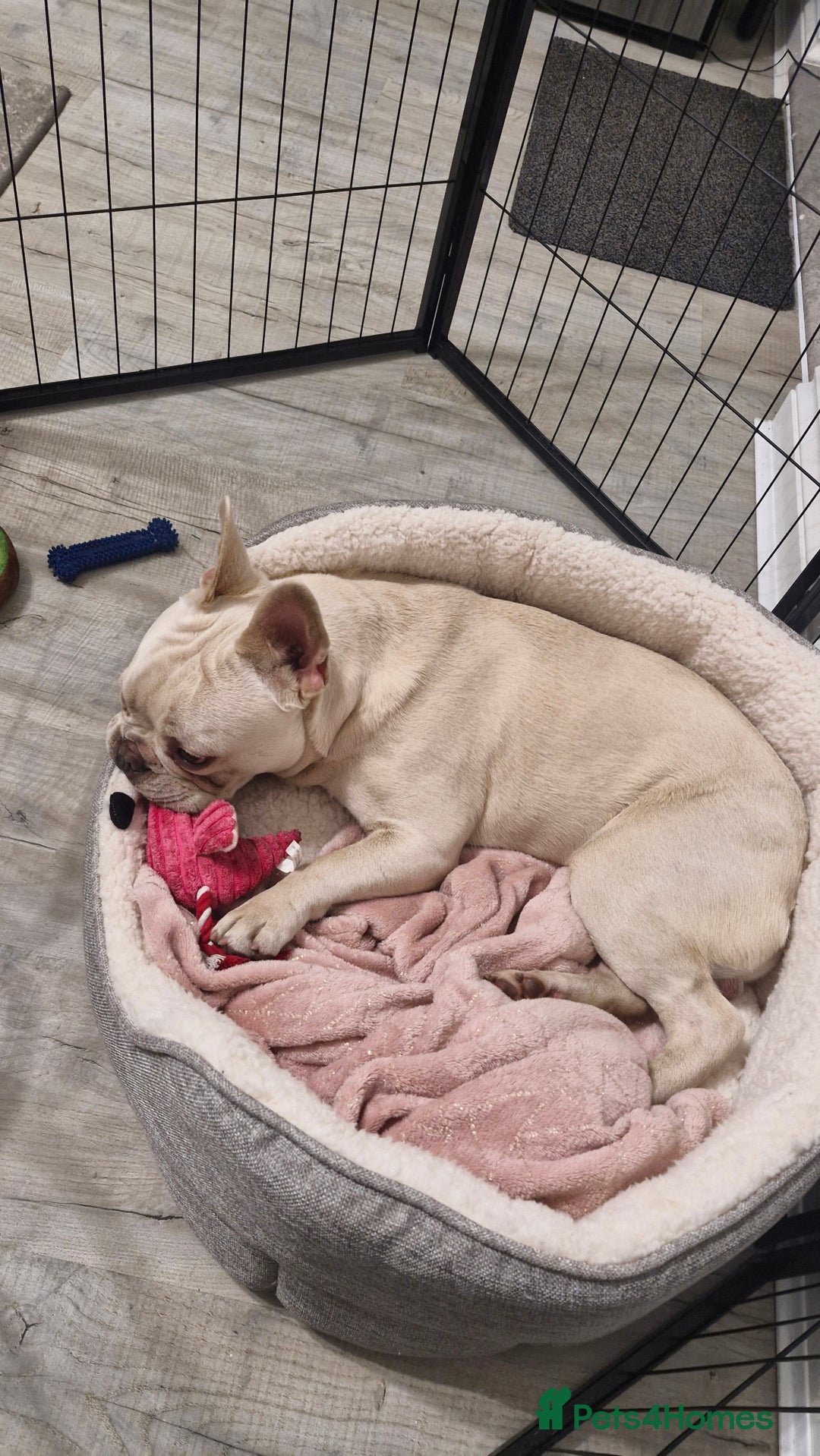 French Bulldog dogs for sale: 9 month old male frenchy - Image 2
