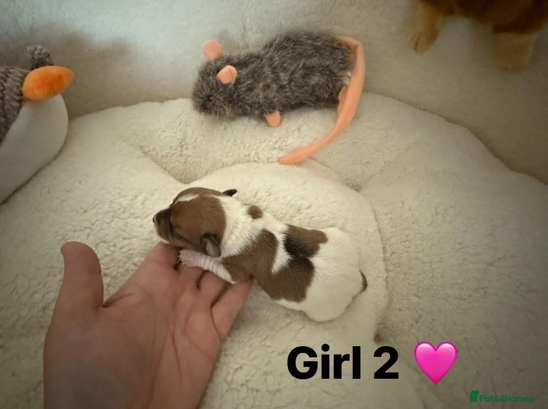 Jack Russell dogs for sale: TRUE ORIGINAL JACK RUSSELL PUPPIES  - Image 6