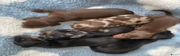 Miniature Dachshund dogs for stud: Miniature dachshund stud  - Advert 6