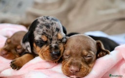 Dachshund dogs for sale: Dachshund Lovely Pupies Waiting for Forever Home - Image 13
