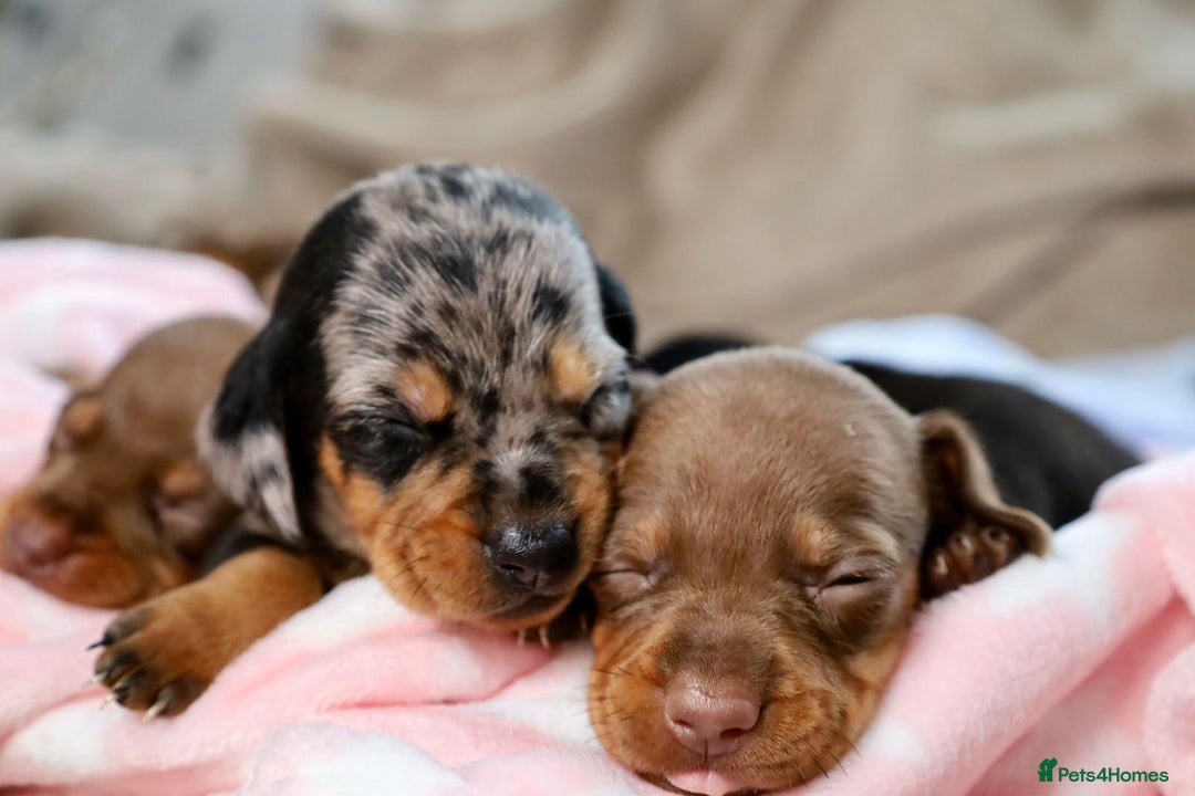 Dachshund dogs for sale: Dachshund Lovely Pupies Waiting for Forever Home - Image 13