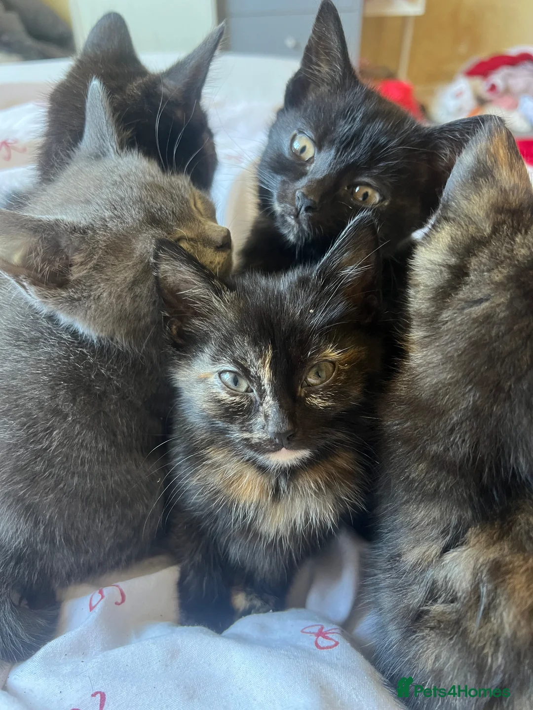 Mixed Breed cats for sale: 3 female kittens ready now  - Advert 2