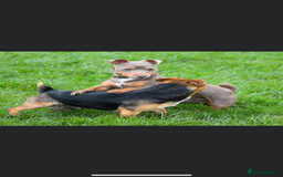 Jack Russell dogs for sale: Beautiful miniature Jack Russell puppies - Advert 7