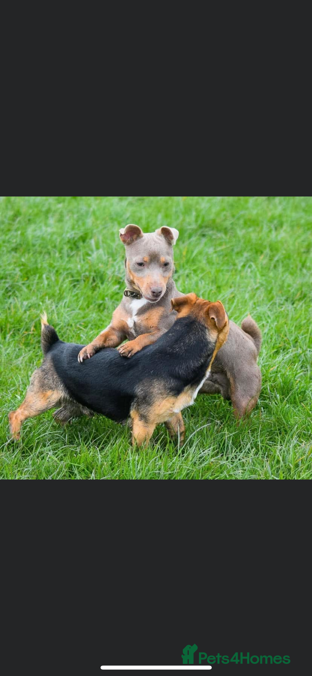 Jack Russell dogs for sale: Beautiful miniature Jack Russell puppies - Advert 7