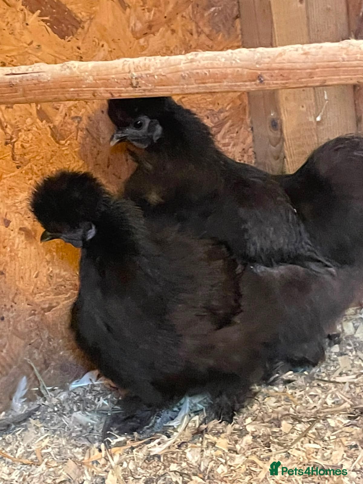 Chickens poultry Pair of black silkie pullets - Advert 4