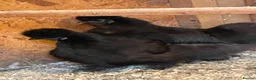 Chickens poultry for sale: Pair of black silkie pullets - Advert 1