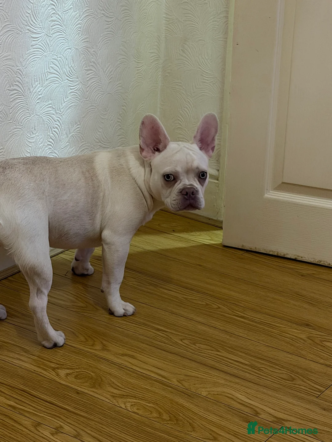 French Bulldog dogs for sale: Frenchie For Sale - Advert 2