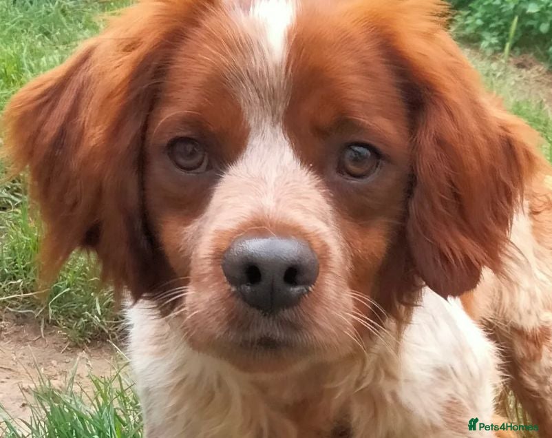 Brittany Spaniel dogs Xenon - Advert 1