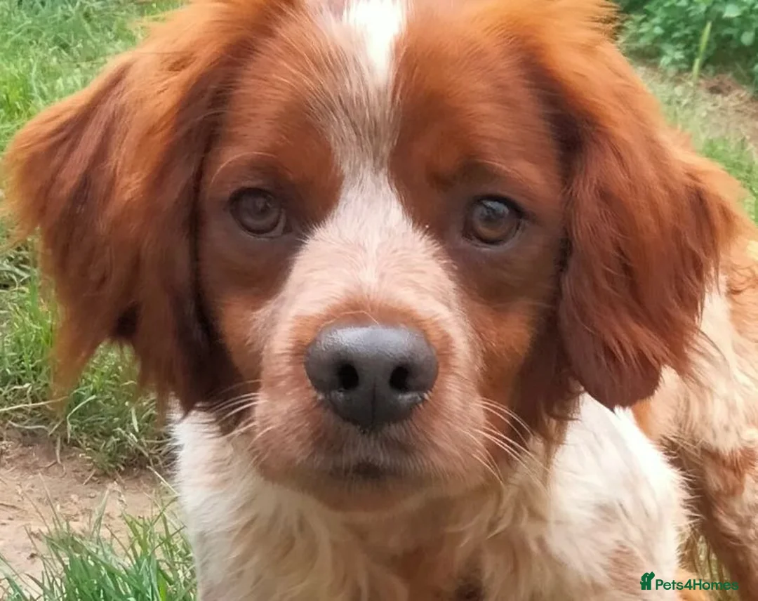 Brittany Spaniel dogs for adoption: Xenon in Gloucester - Advert 1
