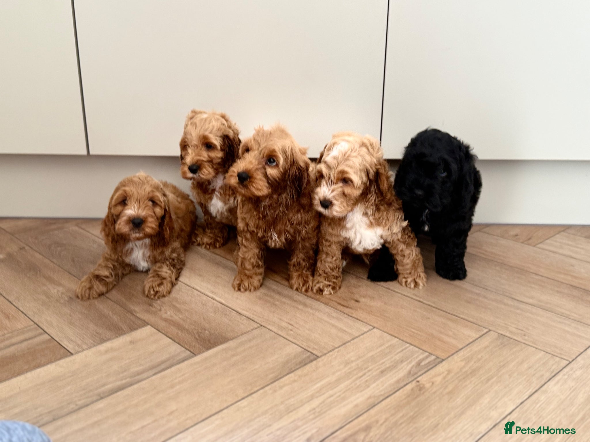 Cockapoo dogs F1 cockapoo puppies  - Advert 5