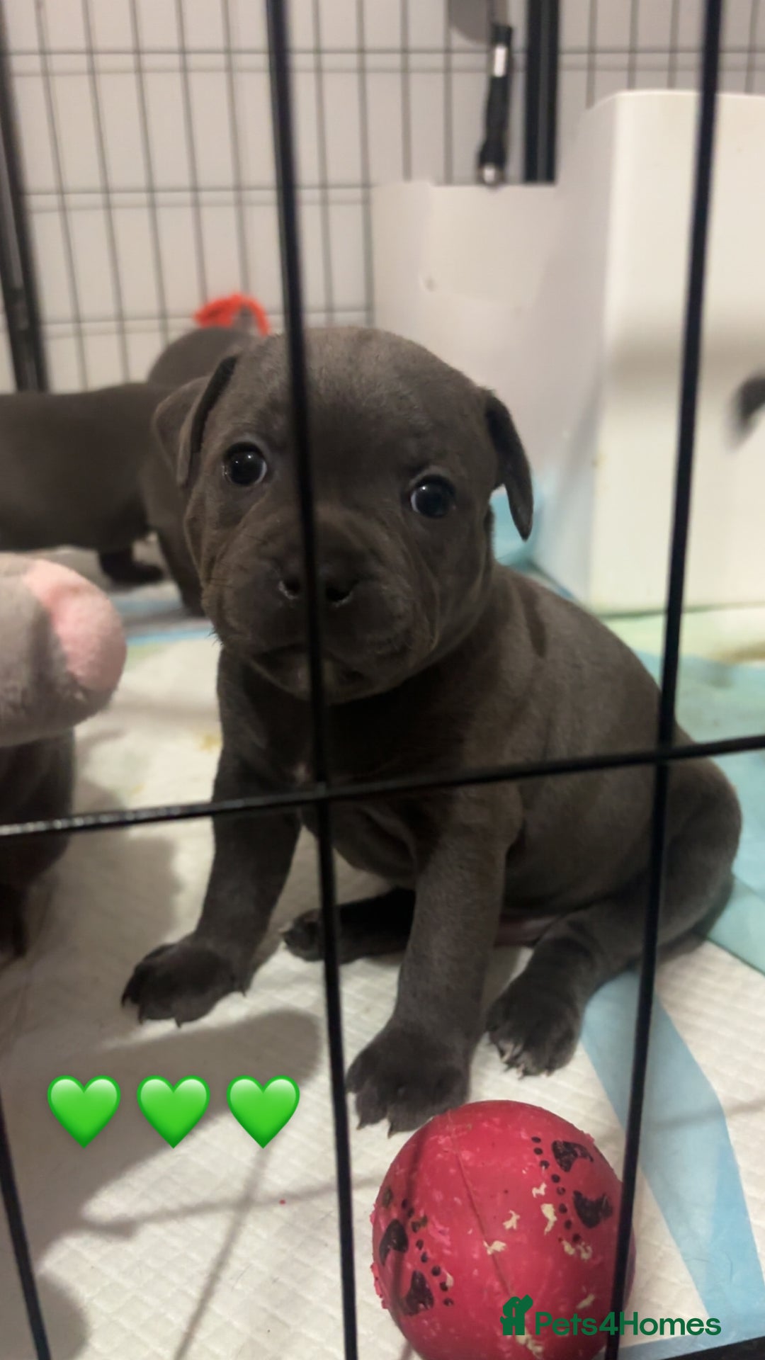 Staffordshire Bull Terrier dogs for sale: Piro daughter & Pharon (Bullscaff) pups for sale - Image 20