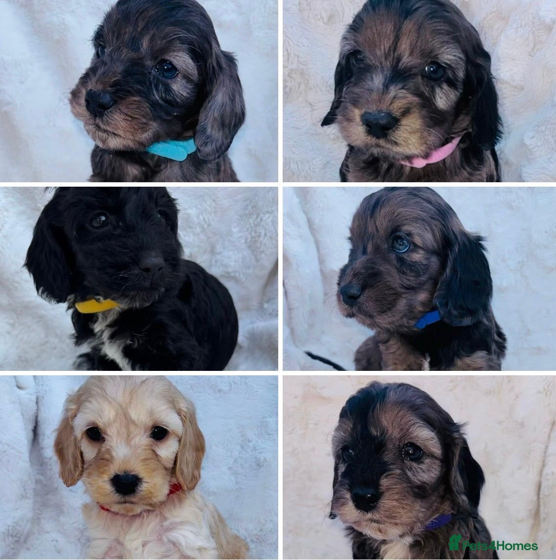 Cockapoo dogs Beautiful F1 Cockapoo Puppies 5 Girls 4 Boys - Advert 18