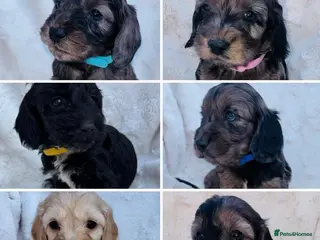 Cockapoo dogs Beautiful F1 Cockapoo Puppies 5 Girls 4 Boys - Advert 18
