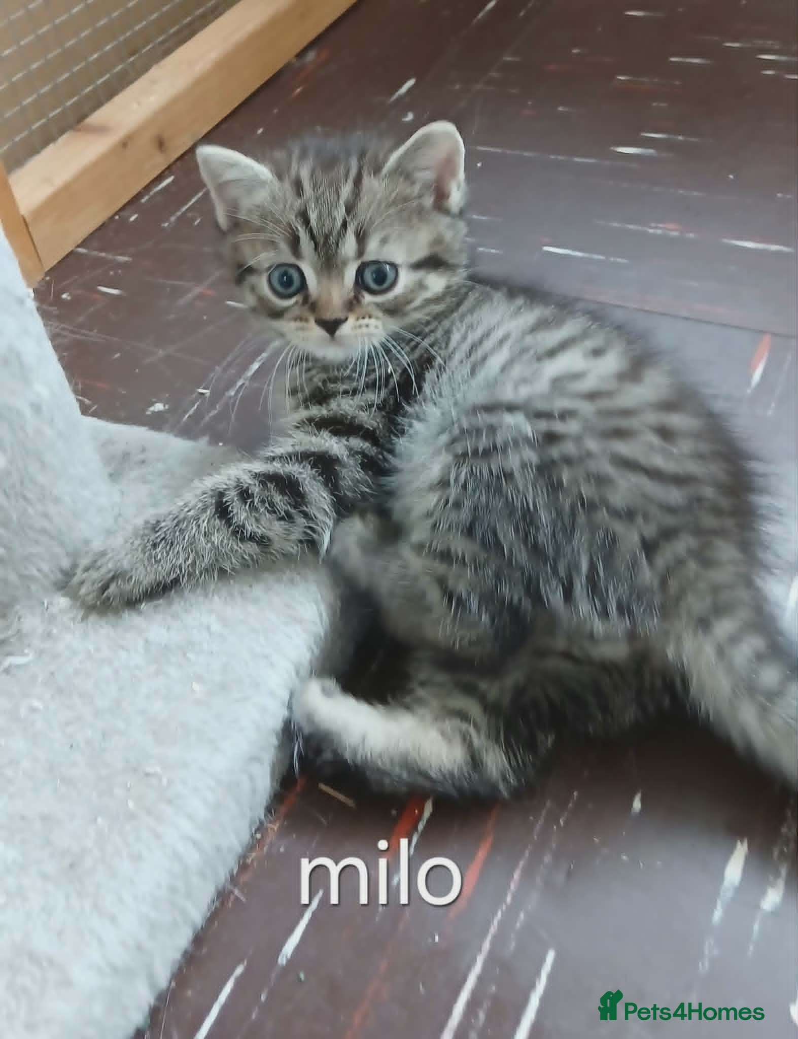 Mixed Breed cats Mixed breed kittens . - Advert 6
