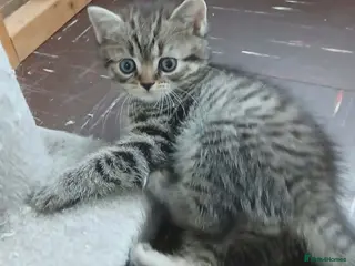 Mixed Breed cats Mixed breed kittens . - Advert 6